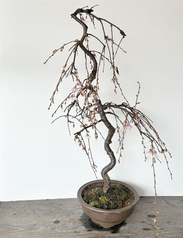 Mt.OM ククサ　山桜　手彫り　一点もの 最適な価格 ククサ KUKSA 木製 山桜 手彫り 一点もの（山桜