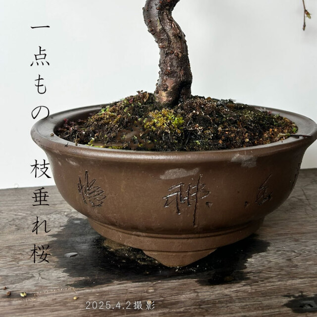 【石井盆栽】枝垂れ桜(しだれ桜) 盆栽 Sd-02 ☆数量限定☆ 石井盆栽】枝垂れ桜(しだれ桜) 盆栽 Sd-02