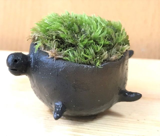 苔盆栽　亀