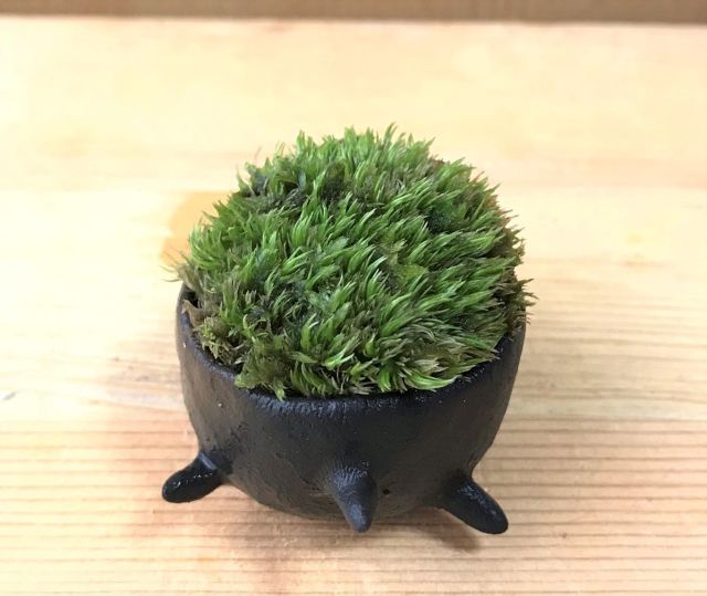 苔盆栽　亀