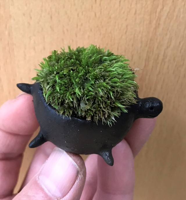 苔盆栽　亀