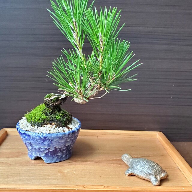 添配や盆景に【ミニチュア 亀（大）】かめ カメ kame KAME