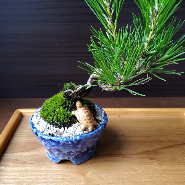 ◇カメカメ様さお様用◇再再値下【未使用COLE HAAN】防水　アリーナグランド 添配や盆景に【ミニチュア 亀（小）】かめ カメ kame KAME 枯山水 苔