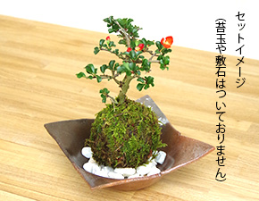 苔玉器焼締茶器2016g