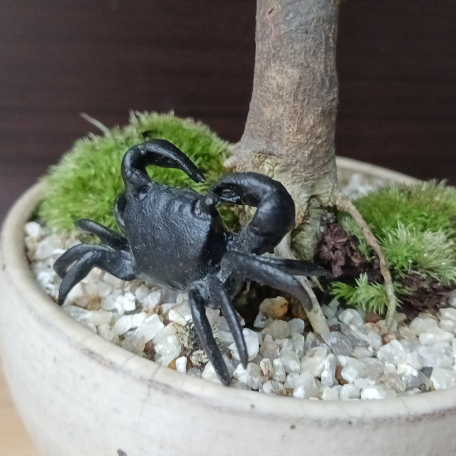 蝋型　カニ　中サイズ