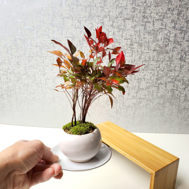 送料無料でお届け！いにしえの和をお届けします【南天（なんてん）の