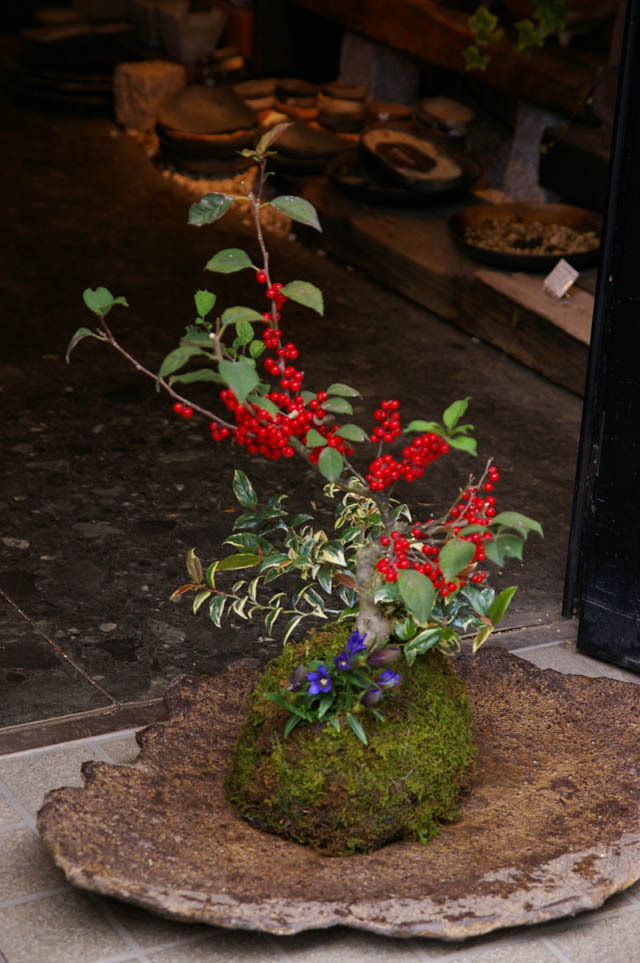 ご予算に合わせてお作りします【苔玉寄せ植え・器セット】