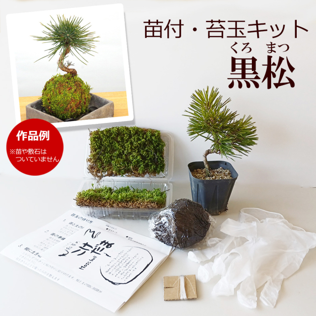 苔玉・苔 skullholic skullholic様専用 苔玉・苔