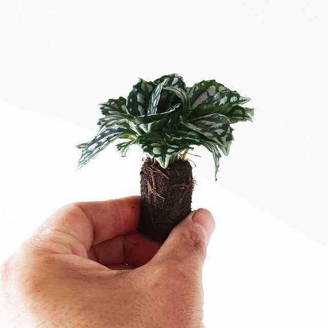 苔玉キット　ミニ苗