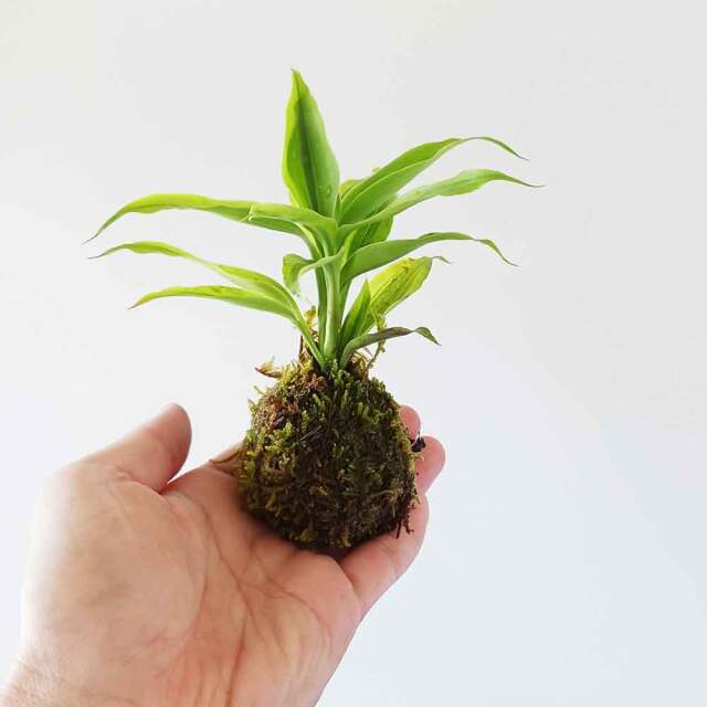 苔玉キット　ミニ苗