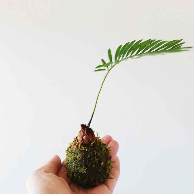 苔玉キット　ミニ苗