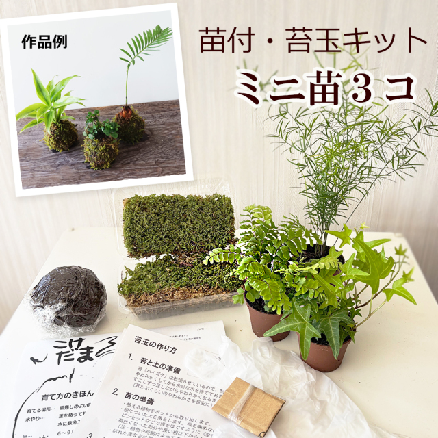 苔玉キット おまかせアソート3種苗付  ( ミニ苗３つ )  苔玉 作成キット 手作り