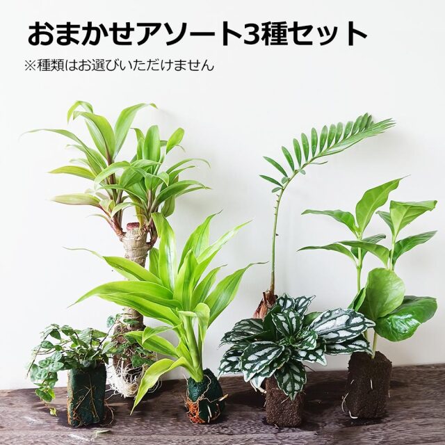 苔玉キット　ミニ苗