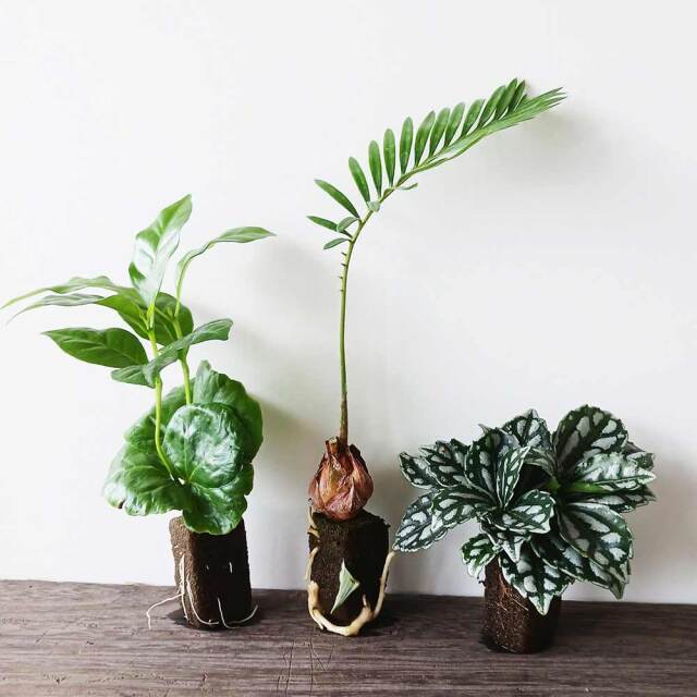 さあ、苔玉を作ってみませんか？【苔玉キット 苗付（ミニ苗3つ）】