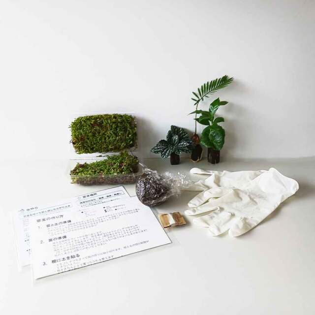 苔玉キット　ミニ苗