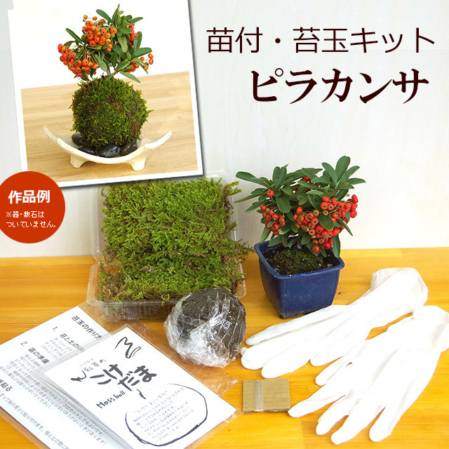 苔玉キットピラカンサ