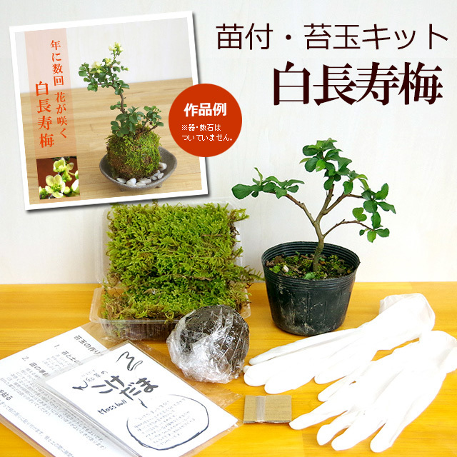 アパレル通販サイトランキング 3パック ヒノキゴケ 苔玉 （楽天市場 盆栽 アクアリウム 苔玉・苔
