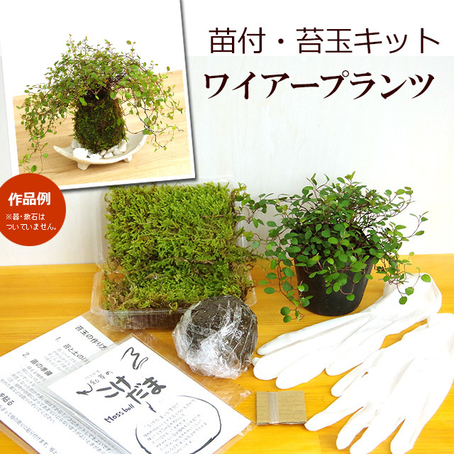 苔玉キット　ワイアープランツ