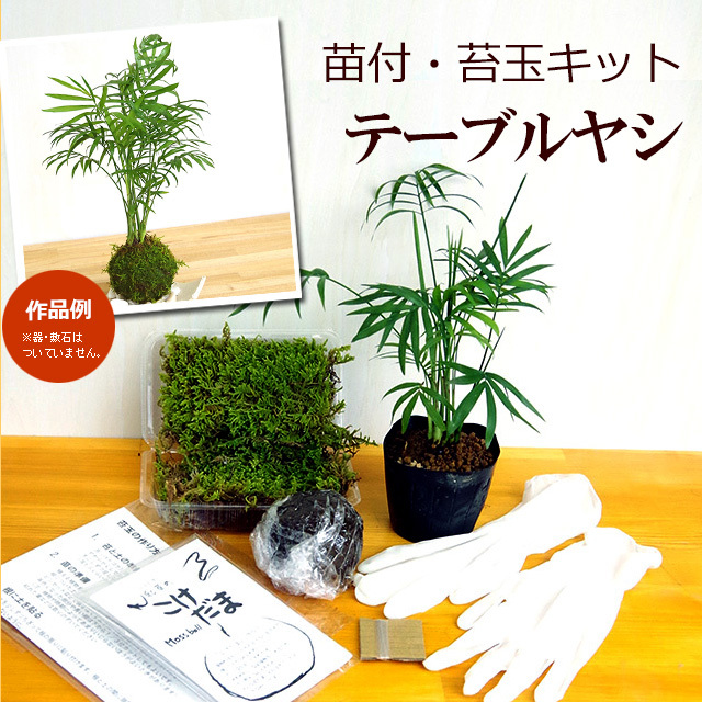 さあ、苔玉を作ってみませんか？【苔玉キット 苗付（テーブルヤシ）】