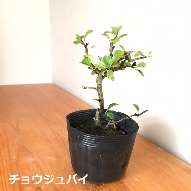 盆栽キット