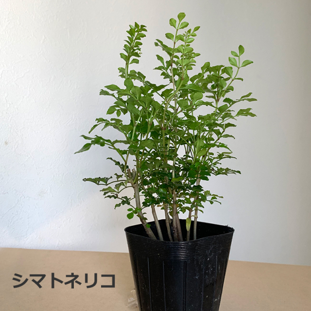 盆栽キット