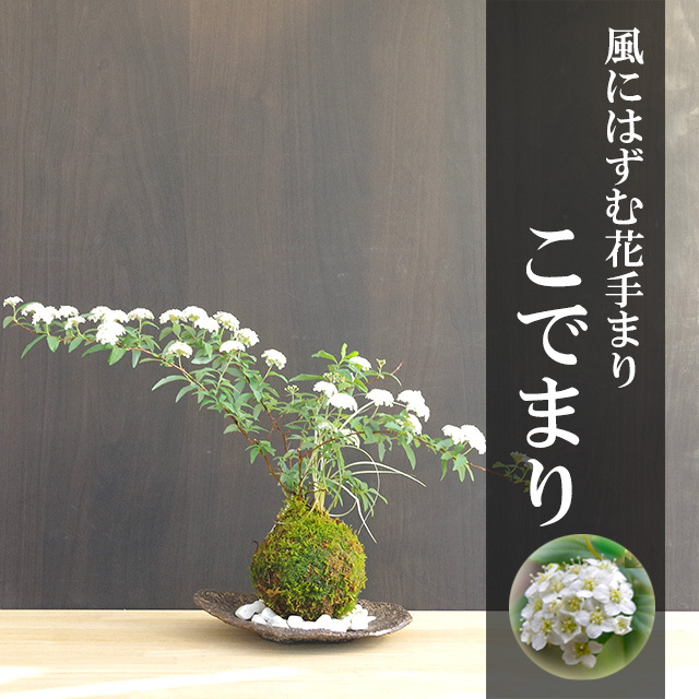 春の足音を感じさせてくれます こでまり コデマリ の寄せ植苔玉 くらま岩器セット 春の足音を感じさせてくれます こでまり コデマリ の寄せ植苔玉 くらま岩器セット