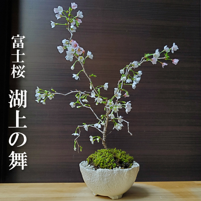 雲竜富士桜/湖上の舞【現品発送】管理70580 雲竜富士桜/湖上の舞【現品発送】管理70580 楽天市場】富士桜 湖上の
