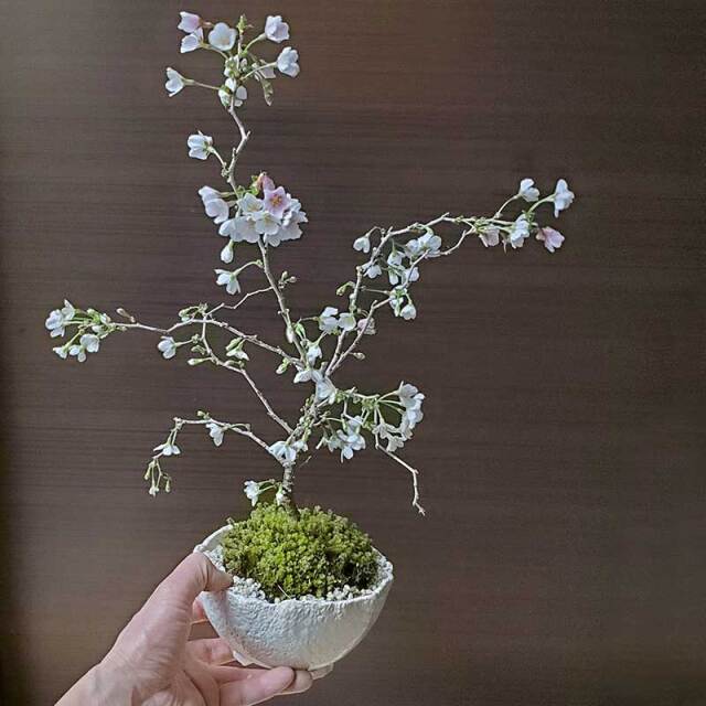 送料無料！桜・・・そう聞くだけで心和む景色を貴方のもとへ 別名豆桜