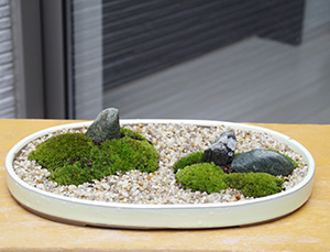 苔盆栽20160229c