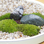 苔盆栽20160229d