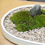 苔盆栽20160229e
