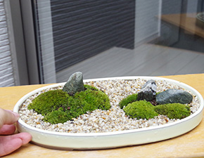 苔盆栽20160229g