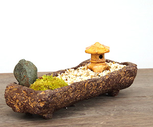 苔盆栽