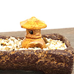 苔盆栽