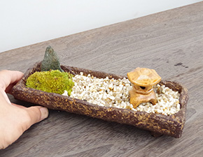苔盆栽
