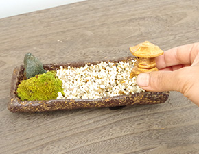 苔盆栽
