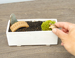 苔盆栽