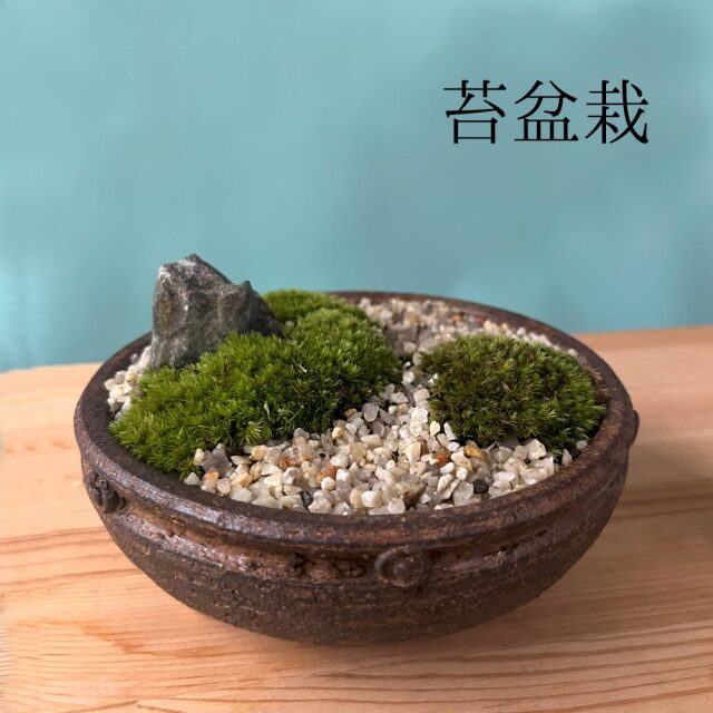 苔盆栽　京の趣