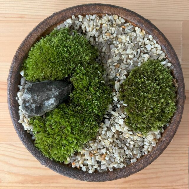 小さな世界で雄大な景色を苔盆栽【古都の趣きある神社の風景（信楽焼茶