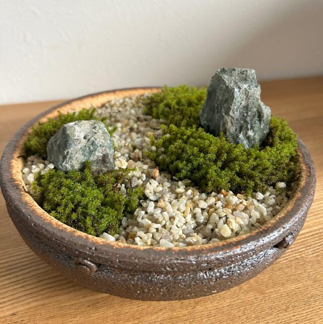 苔盆栽 信楽焼茶鉢 小紋 茶色 コケボンサイ