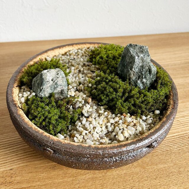 小さな世界で雄大な景色を【苔盆栽（こけぼんさい）信楽焼茶鉢】