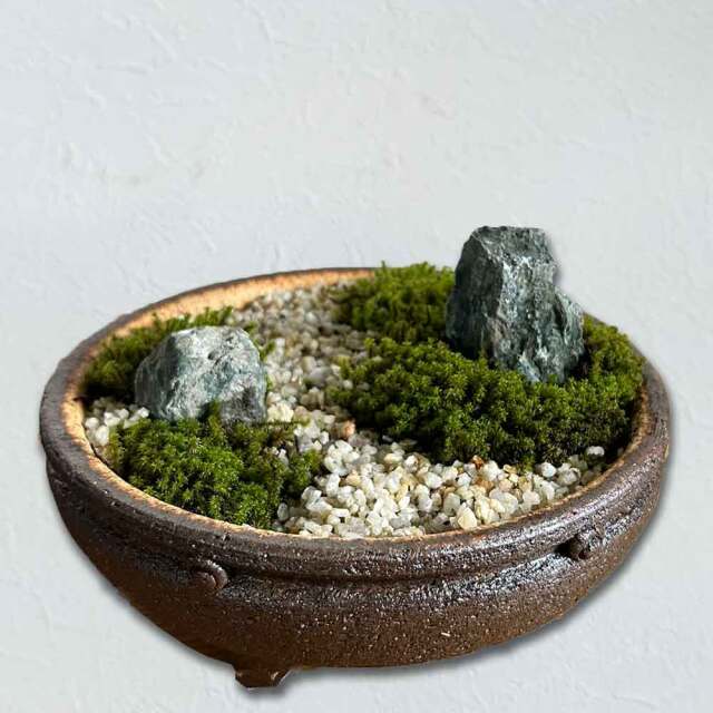小さな世界で雄大な景色を【苔盆栽（こけぼんさい）信楽焼茶鉢】