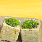 苔キューブ真山茜201610e