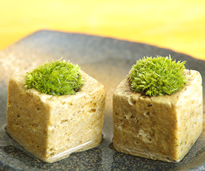 苔キューブ黒備前2201610b