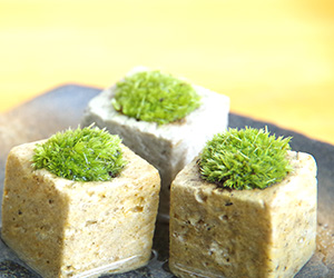 苔キューブ黒備前3201610b