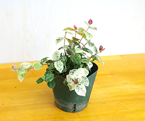 苔玉キット2016初雪カズラｂ