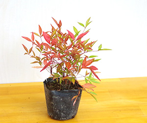 苔玉キット2016南天ｂ