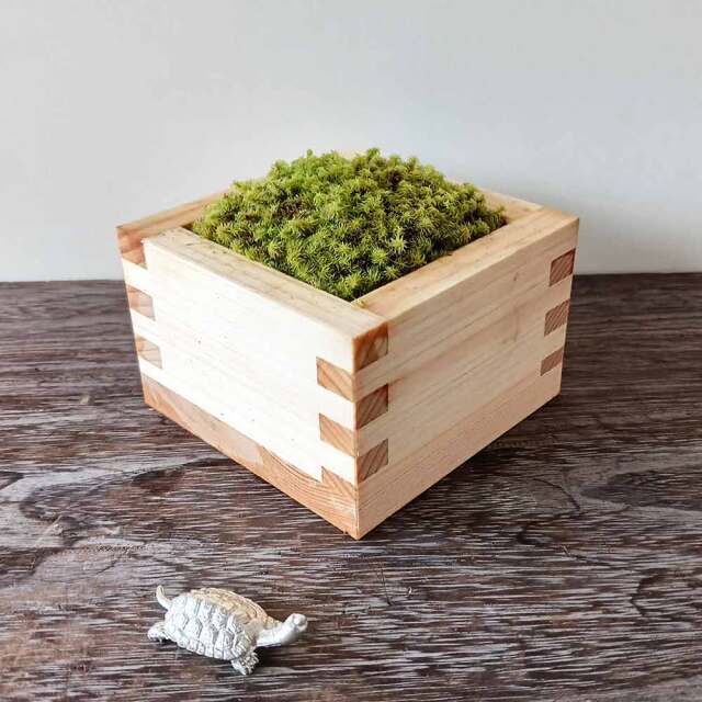 枡　苔盆栽