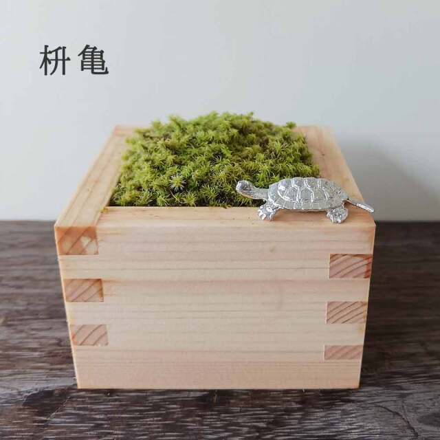 枡　苔盆栽