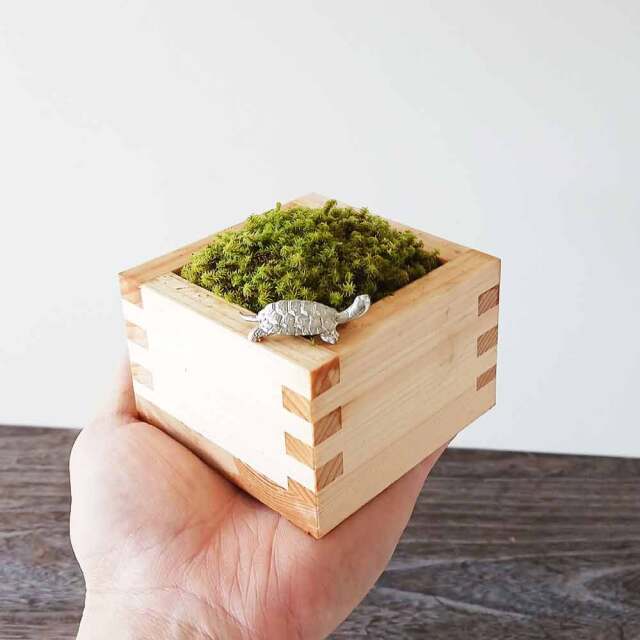 枡　苔盆栽